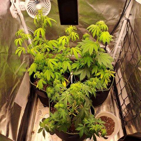 Caramellow Kush growlog timeline photo