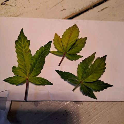 Caramellow Kush growlog photo: Blätter hängen und werden gelb. 