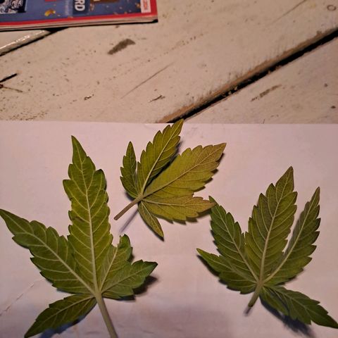Caramellow Kush growlog photo: Blätter hängen und werden gelb. 