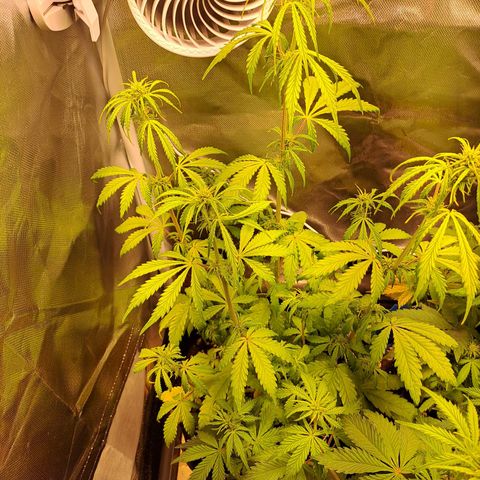 Sweet Tangerine Tango growlog timeline photo