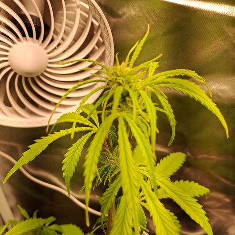 Sweet Tangerine Tango growlog timeline photo