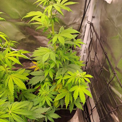 Caramellow Kush growlog timeline photo