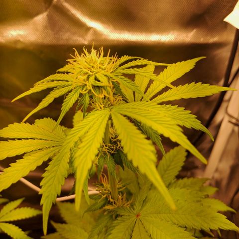 Caramellow Kush growlog timeline photo