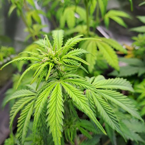 Caramellow Kush growlog timeline photo