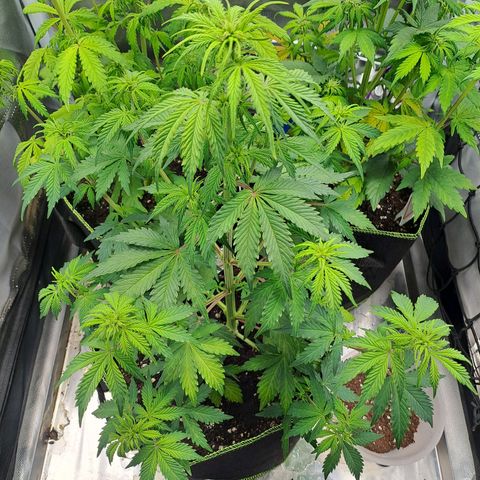 Caramellow Kush growlog timeline photo