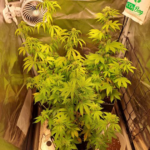 Caramellow Kush growlog timeline photo