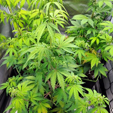 Banana Kush Cake  growlog timeline photo