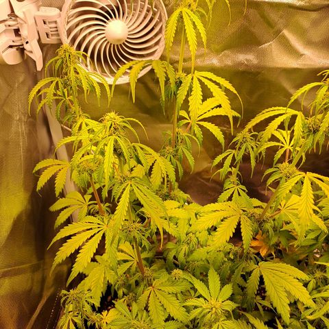 Sweet Tangerine Tango growlog timeline photo