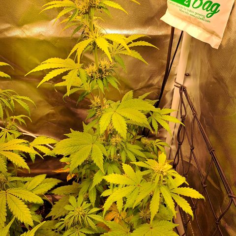 Caramellow Kush growlog timeline photo