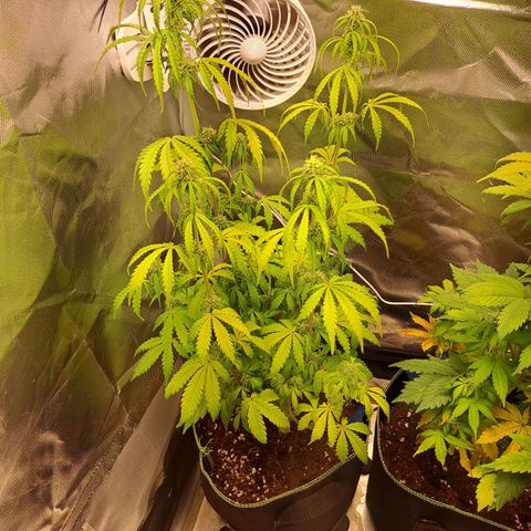 Sweet Tangerine Tango growlog timeline photo