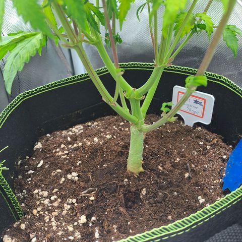 Sweet Tangerine Tango growlog timeline photo