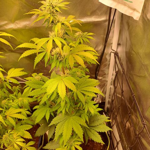 Caramellow Kush growlog timeline photo