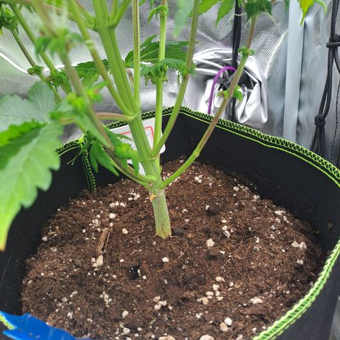 Caramellow Kush growlog timeline photo