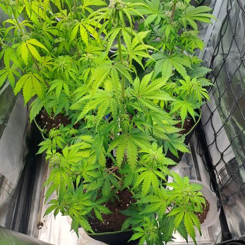 Banana Kush Cake  growlog timeline photo