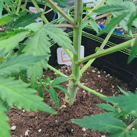 Banana Kush Cake  growlog timeline photo