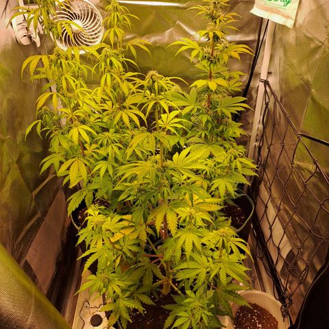 Caramellow Kush growlog timeline photo