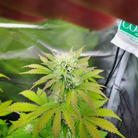Caramellow Kush growlog timeline photo