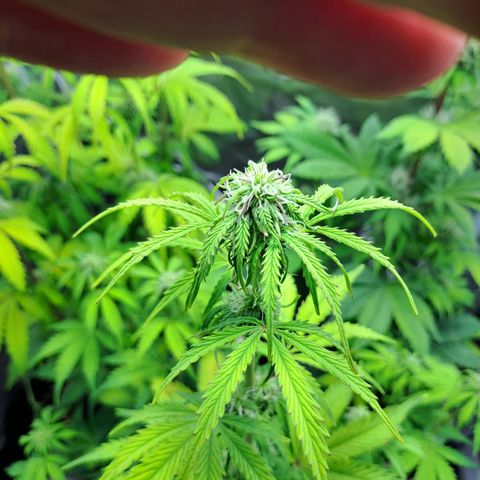 Banana Kush Cake  growlog timeline photo