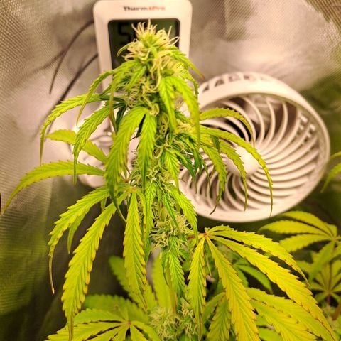 Sweet Tangerine Tango growlog timeline photo