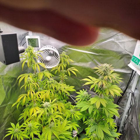 Caramellow Kush growlog timeline photo