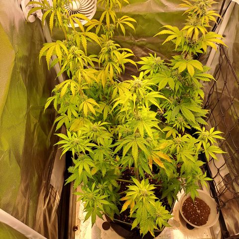 Caramellow Kush growlog timeline photo