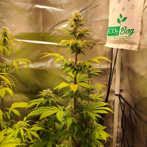 Caramellow Kush growlog timeline photo