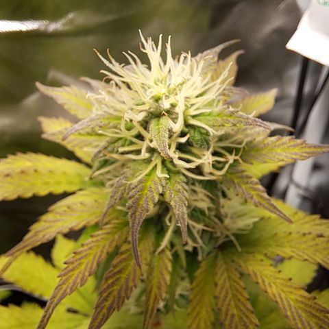 Caramellow Kush growlog timeline photo