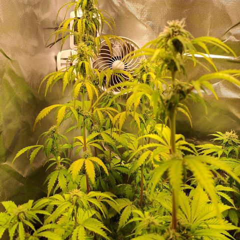 Sweet Tangerine Tango growlog timeline photo