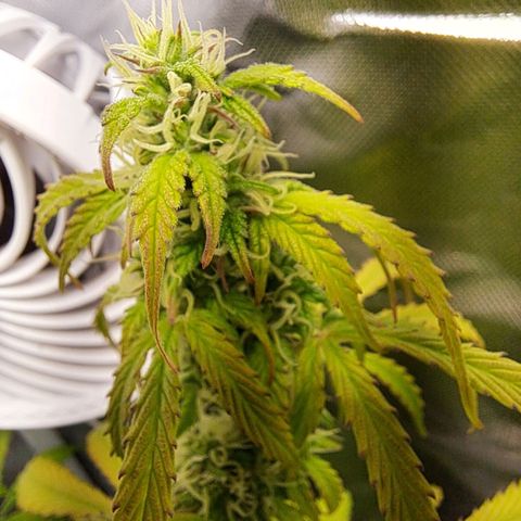 Sweet Tangerine Tango growlog timeline photo