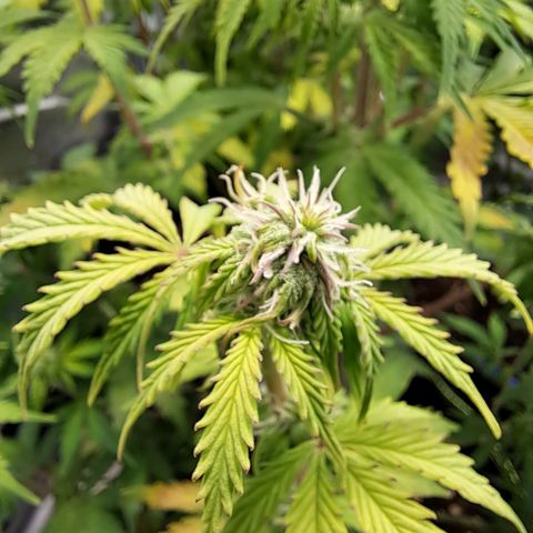 Banana Kush Cake  growlog timeline photo