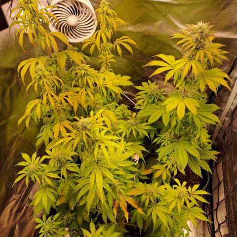 Caramellow Kush growlog timeline photo