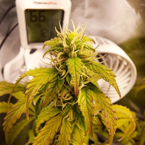 Sweet Tangerine Tango growlog timeline photo