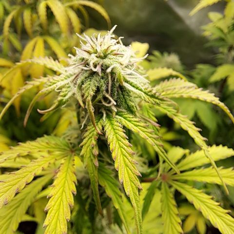 Banana Kush Cake  growlog timeline photo