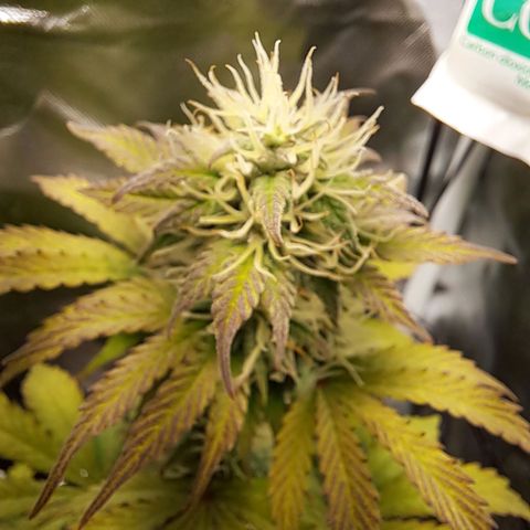 Caramellow Kush growlog timeline photo