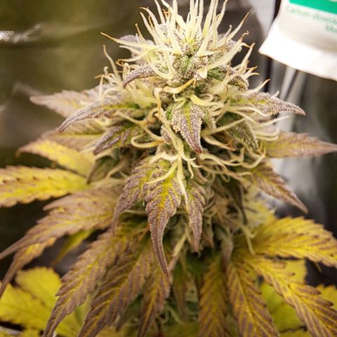 Caramellow Kush growlog timeline photo