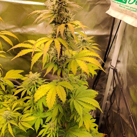Caramellow Kush growlog timeline photo