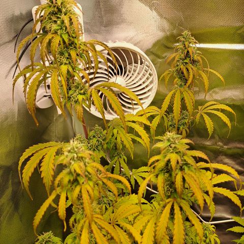 Sweet Tangerine Tango growlog timeline photo