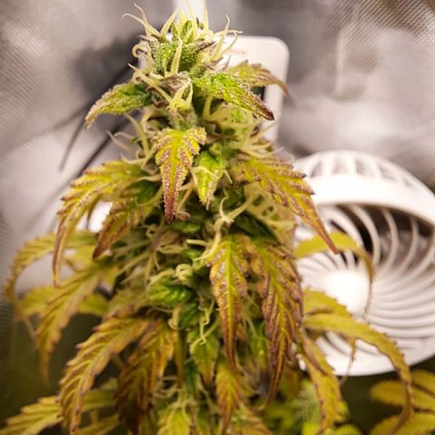 Sweet Tangerine Tango growlog timeline photo