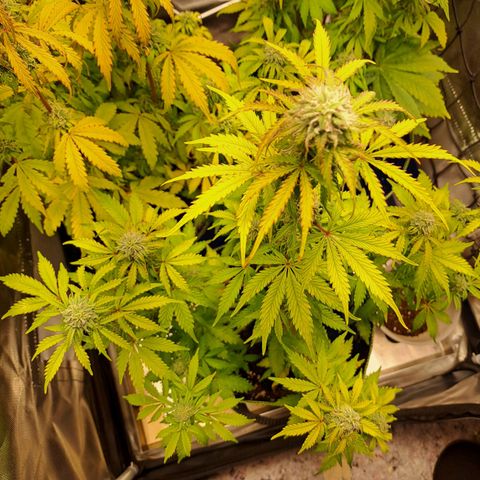Banana Kush Cake  growlog timeline photo