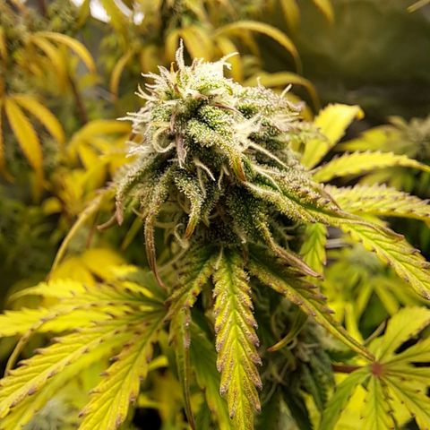 Banana Kush Cake  growlog timeline photo