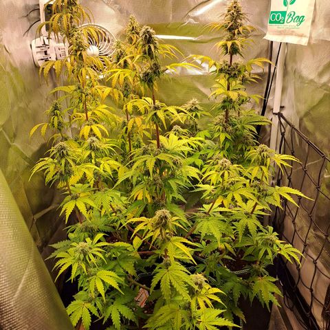 Caramellow Kush growlog timeline photo