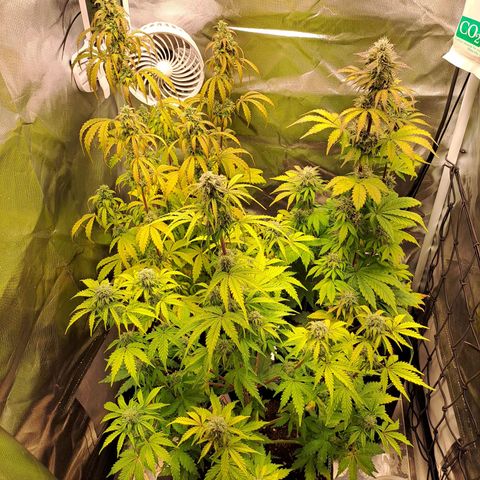Caramellow Kush growlog timeline photo