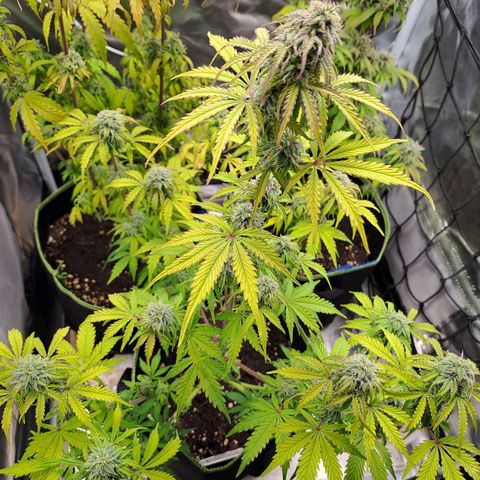 Banana Kush Cake  growlog timeline photo
