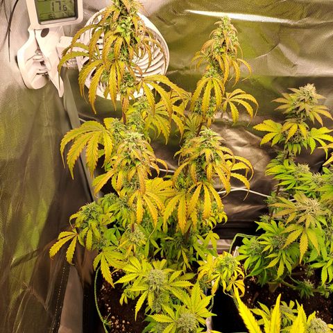 Sweet Tangerine Tango growlog timeline photo