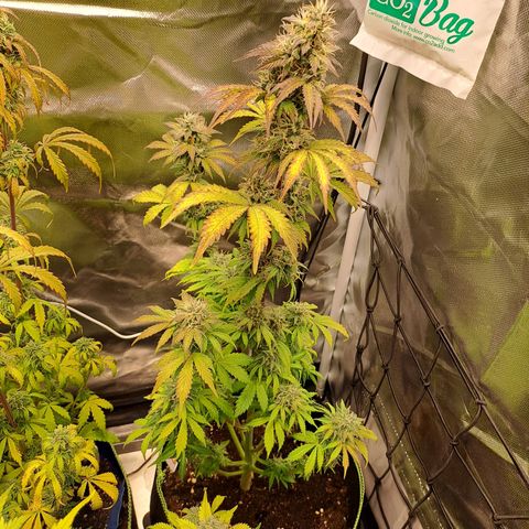 Caramellow Kush growlog timeline photo