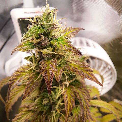 Sweet Tangerine Tango growlog timeline photo