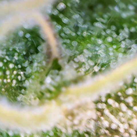 Caramellow Kush growlog timeline photo