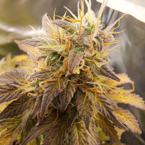 Caramellow Kush growlog timeline photo