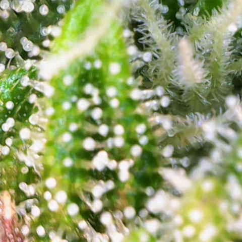 Banana Kush Cake  growlog timeline photo