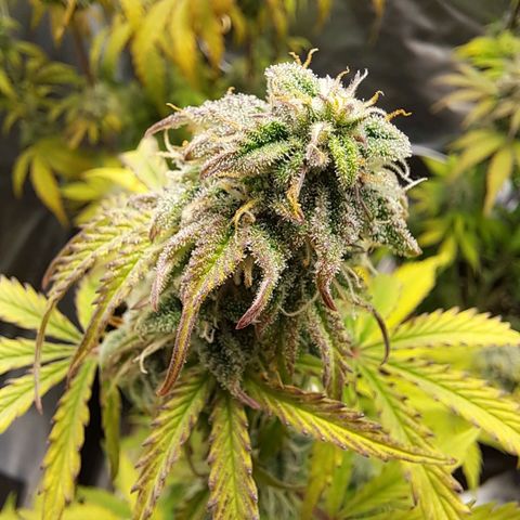 Banana Kush Cake  growlog timeline photo